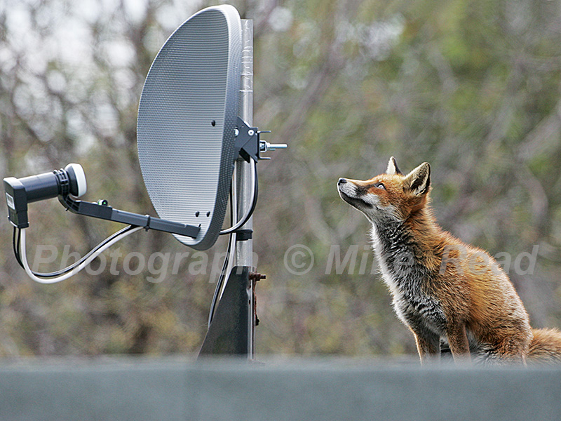 Red fox Vulpes vulpes young female sat beside satellite dish on flat roof of house extension