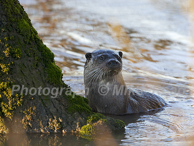 European otter Lutra lutra beside a tree trunk in the River Stour Blandford Dorset England UK