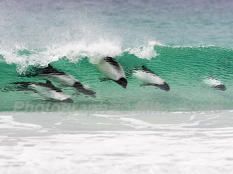 Commerson's dolphin Cephalorhynchus commersonii surfing the waves Saunders Island Falkland Islands