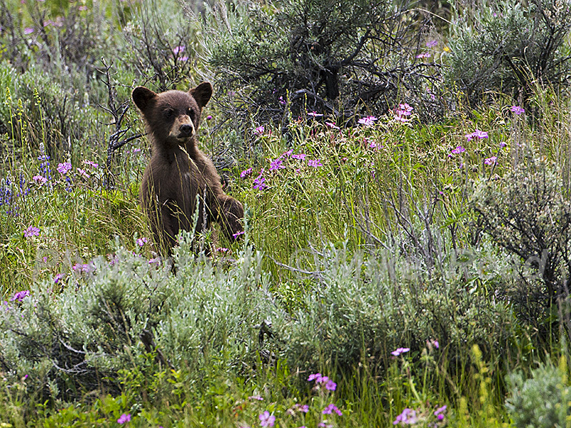 American black bear Ursus americanus cub standing on hind legs amongst wildflowers and Silver sagebrush Artemesia cana Lamar Valley Yellowstone National Park Wyoming USA June 2015