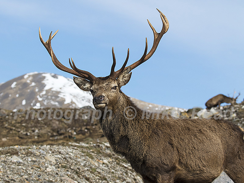 Red deer Cervus elaphus head close-up of stag beside forest track with snow covered mountain beyond Glen Quoich Lochaber Highlands Scotland March 2017