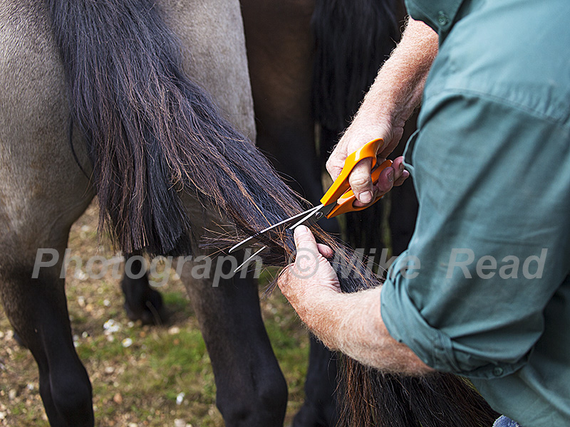 Agister cutting the tail of a New Forest pony Equus caballus which marks the area of the New Forest in which it is released Beaulie Road Station New Forest National Park Hampshire England UK September 2017