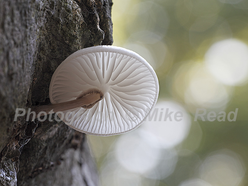 Porcelain fungus Oudemansiella mucida