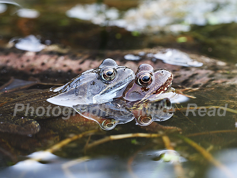 Common frog Ranus temporaria pair in garden pond