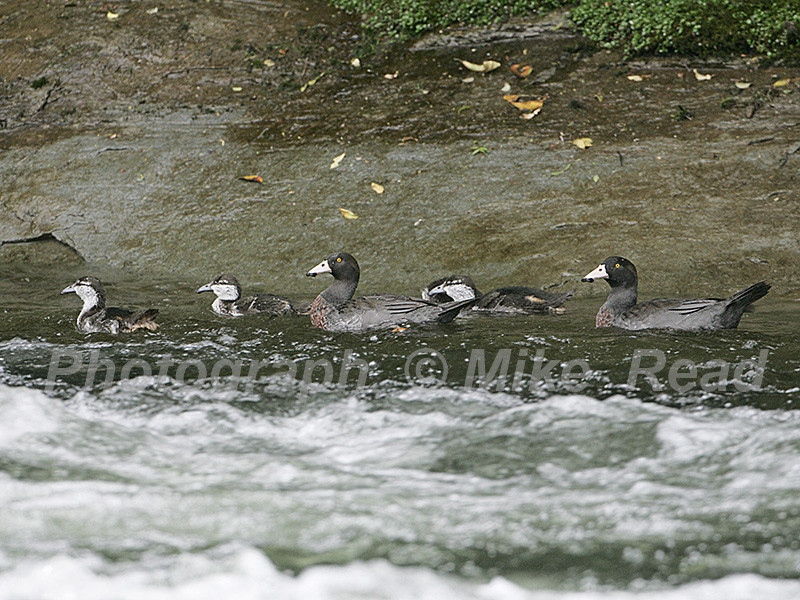 Blue  duck Hymenolaimus malacorhynchos pair with four ducklings by river New Zealand