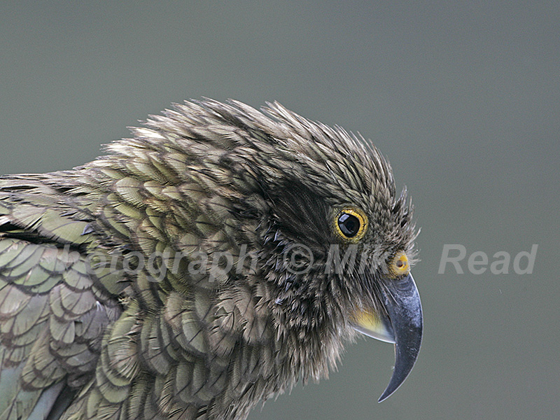 Kea Nestor notabilis a parrot endemic to New Zealand at Arthur's Pass railway station South Island New Zealand