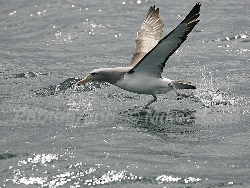 Salvin's albatross Thalassarche salvini taking off from sea New Zealand