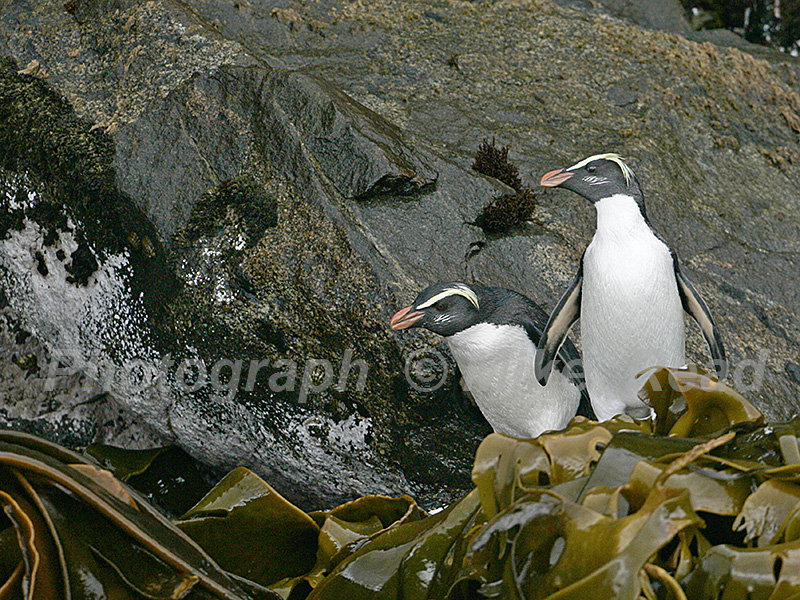 Fiordland crested penguin Eudyptes pachyrhynchus on rocky shore New Zealand