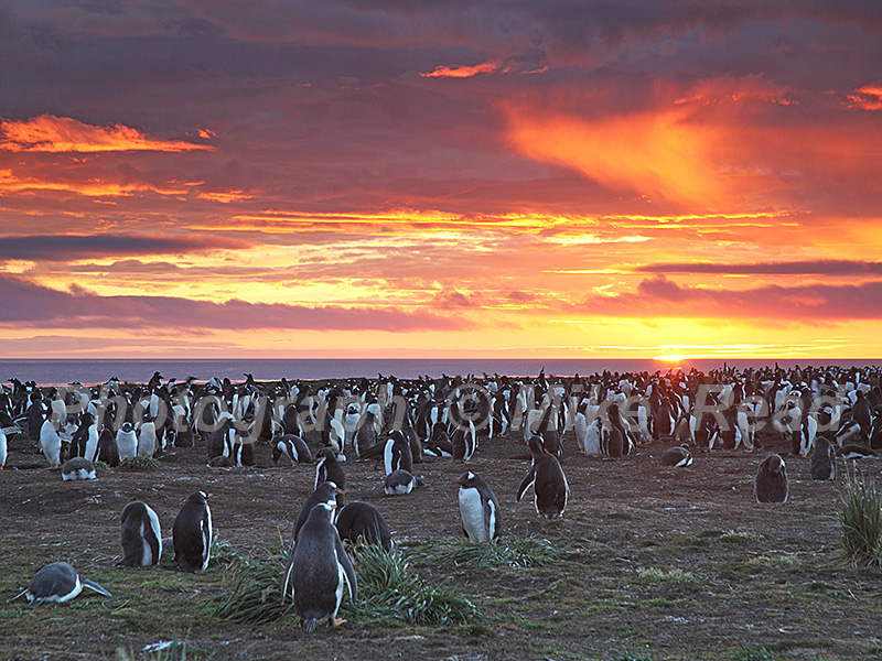 Gentoo penguin Pygoscelis papua nesting colony at sunrise Sea Lion Island Falkland Islands