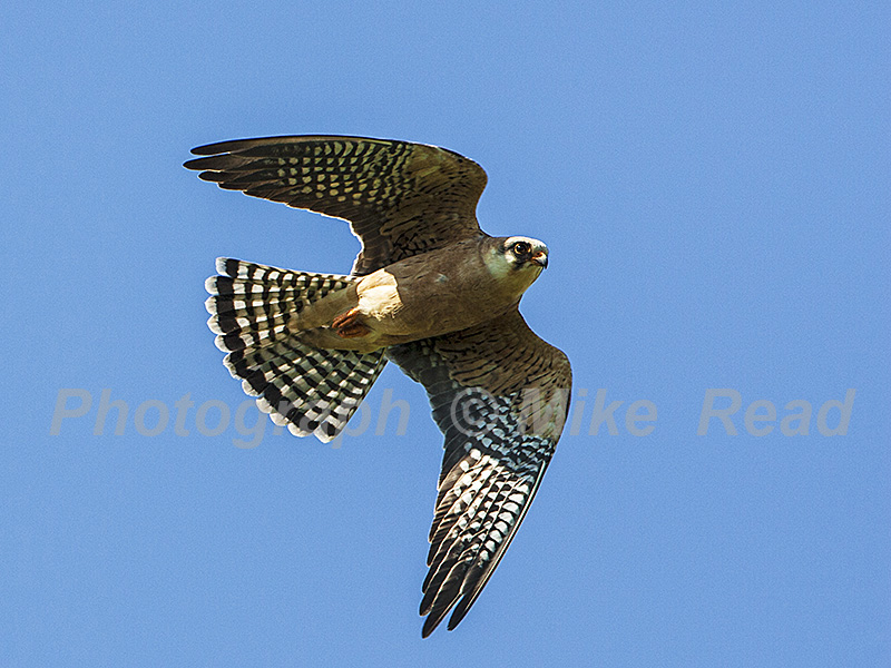 Red-footed falcon Falco vespertinus female in flight near Tiszaalpar Southern Great Plain Hungary