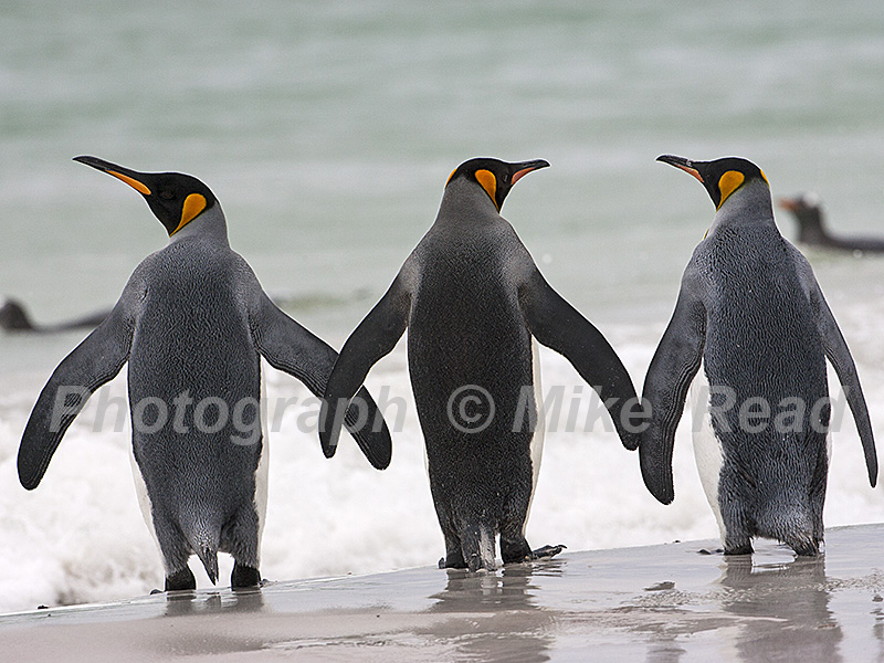 King penguin Aptenodytes patagonicus adults about to go out to feed Volunteer Point East Falkland Falkland Islands