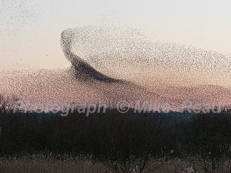 Common starling Sturnus vulgaris murmuration over Shapwick Heath National Nature Reserve, Somerset Levels, Somerset, England, UK, February 2019