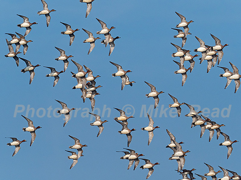 Eurasian wigeon Anas penelope, flock in flight over Greylake RSPB Reserve, near Othery, Somerset Levels and Moors, England, UK, February 2019