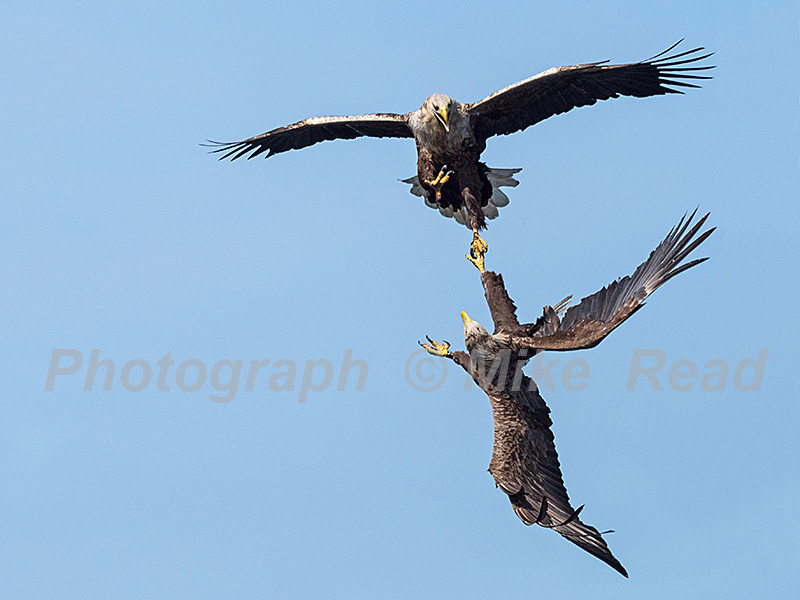 White-tailed eagle Haliaeetus albicilla adults in flight in territorial dispute with foot grappling, Loch na Keal, Isle of Mull, Inner Hebrides, Argyll and Bute, Scotland, UK, May 2019