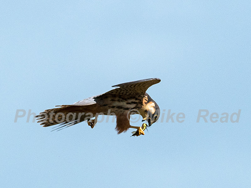 Eurasian hobby Falco subbuteo in flight, Shapwick Heath National Nature Reserve, Avalon Marshes, Somerset Levels and Moors, England, UK, April 2019