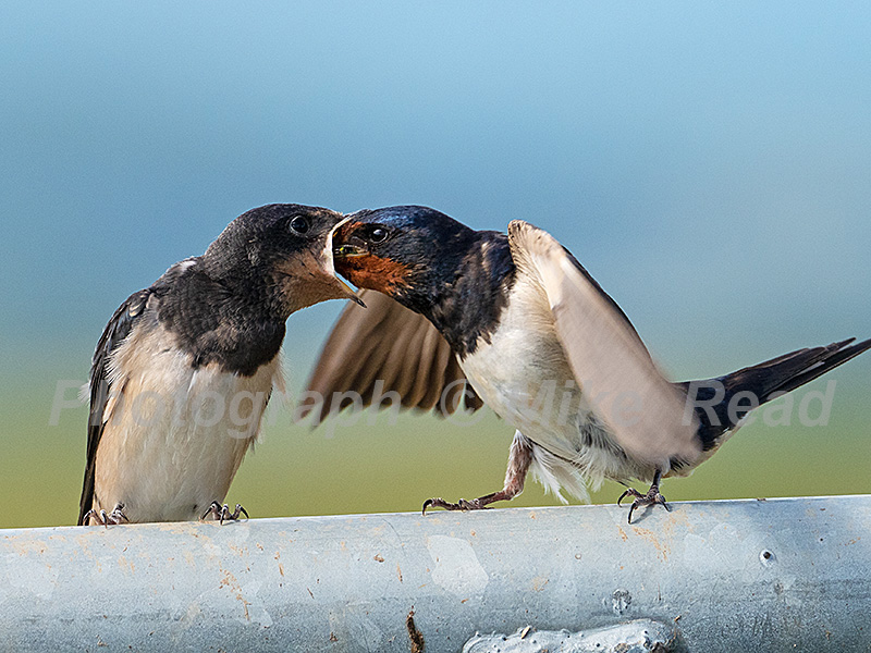 Barn swallow Hirundo rustica adult feeding young, perched on a metal gate, West Sedgemoor RSPB Reserve, Somerset Levels and Moors, Somerset, England, UK, July 2020