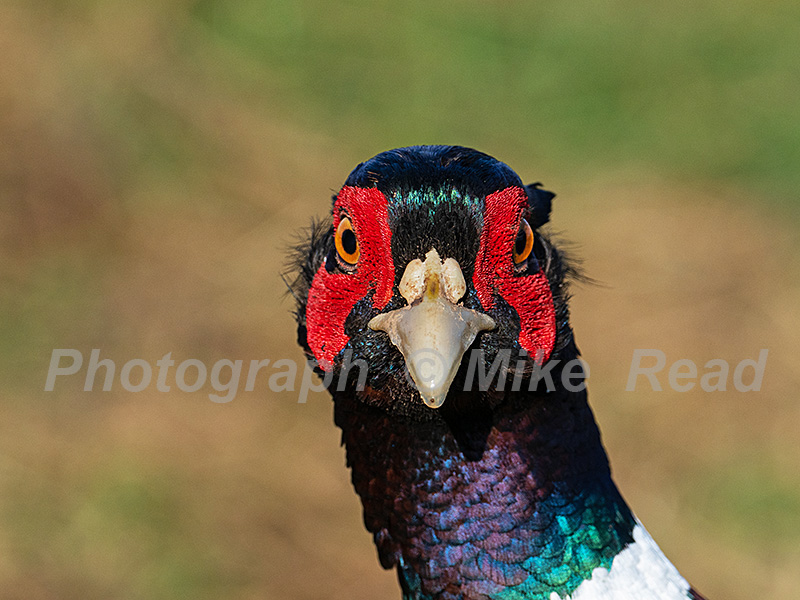 Ring-necked pheasant Phasianus colchicus close-up of a male looking straight at the camera near Cashmoor, Cranborne Chase, Dorset, England, UK, February 2022