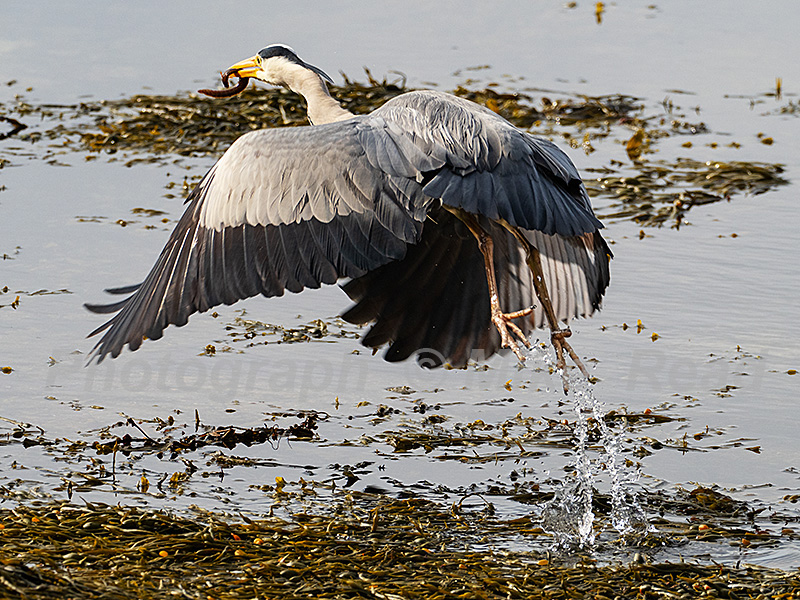 Grey heron Ardea cinerea taking off with a Butterfish Pholis gunnellus in its beak,Loch a' Choire, Kingairloch, Highland Region, Scotland, UK, May 2022