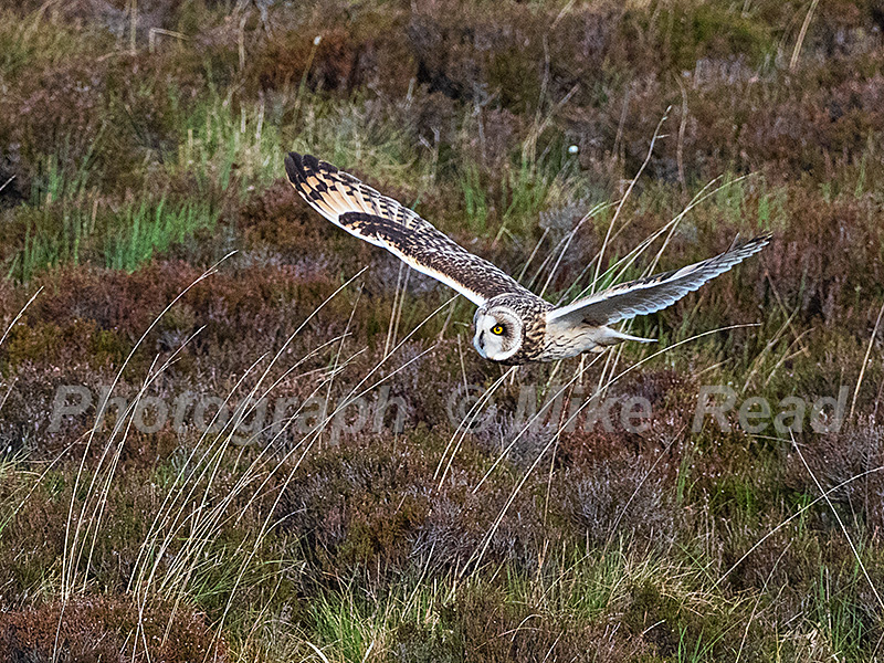 Short-eared owl Asio flammeus hunting over grassy moorland, North Uist, Outer Hebrides, Scotland, UK, May 2022