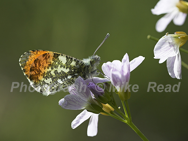 Orange tip Anthocharis cardamines butterfly male on Cuckooflower Scotland May 2009