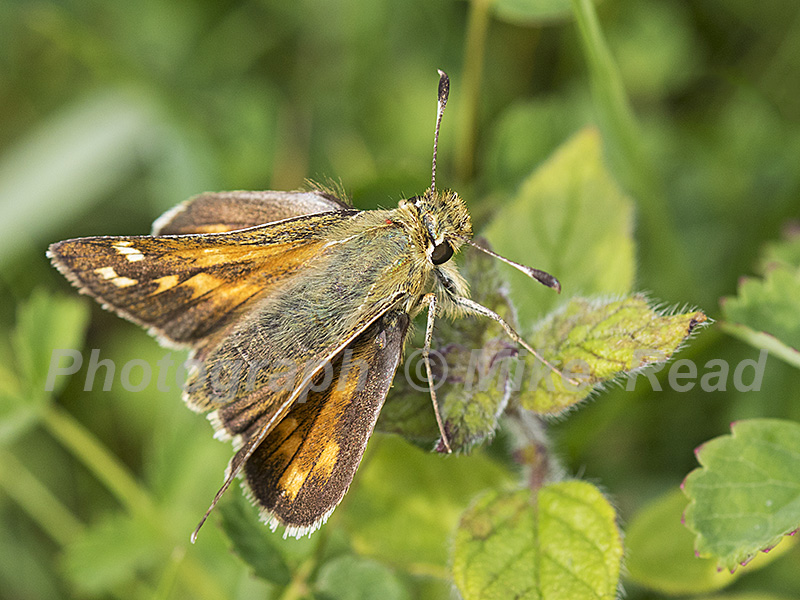 Silver-spotted skipper Hesperia comma resting on vegetation Broughton Down Hampshire and Isle of Wight Wildlife Trust Reserve Hampshire England UK August 2016