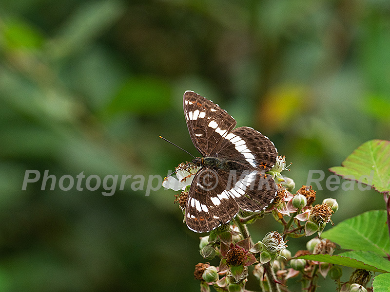 White admiral Limenitis camilla showing upperside, feeding on Bramble Rubus fruiticosus, Church Place Inclosure, New Forest National Park, Hampshire, England, UK, July 2020