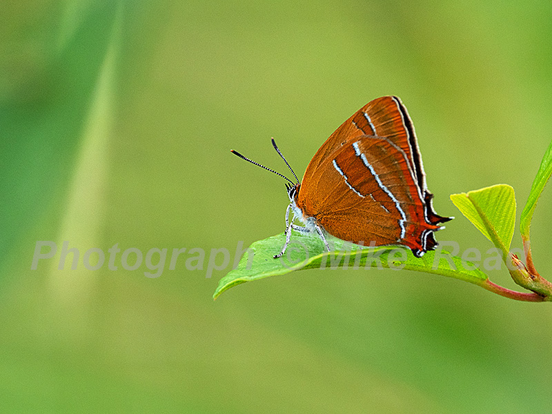 Brown hairstreak Thecla betulae resting showing underside, Alners Gorse Reserve, Butterfly Conservation Reserve, near Kings Stag, Dorset, England, UK, August 2021
