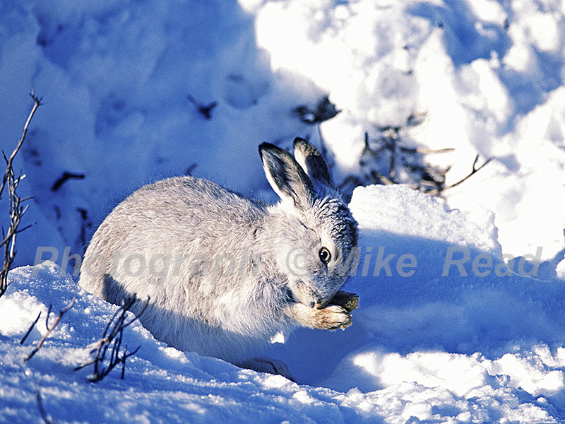 Mountain hare Lepus timidus