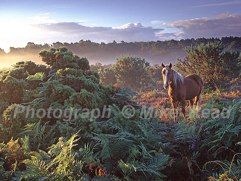New Forest pony on misty heathland Hincheslea Moor New Forest National Park Hampshire England