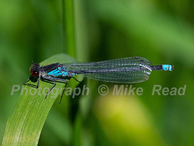 Large redeye Arythromma najas resting on a leaf beside South Drain, Shapwick Heath National Nature Reserve, Avalon Marshes, Somerset Levels and Moors, Somerset, England, UK, May 2020