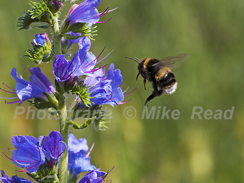 White-tailed bumblebee Bombus lucorum approaching the flowers of Viper's bugloss Ringwood Hampshire England UK