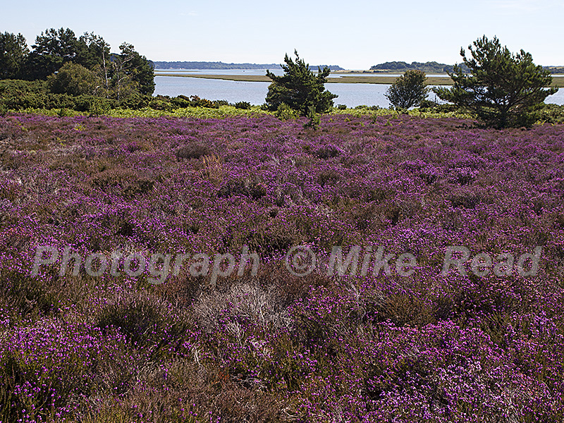 Heathland and Scots pine Pinus sylvestris with Wych Channel and Poole Harbour beyond, Arne RSPB reserve, Dorset, England, UK, July 2017