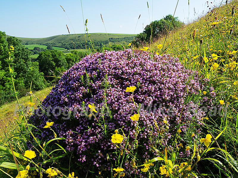 Wild thyme Thymus polytrichus and Common rockrose Helianthemum nummularium on Clubman's Down with Compton Down beyond, near Compton Abbas, Dorset, England, UK, June 2021
