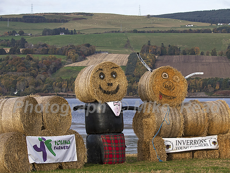 Straw bales used to make human and highland cow in field near Culbokie, Scotland, United Kingdom, October 2017