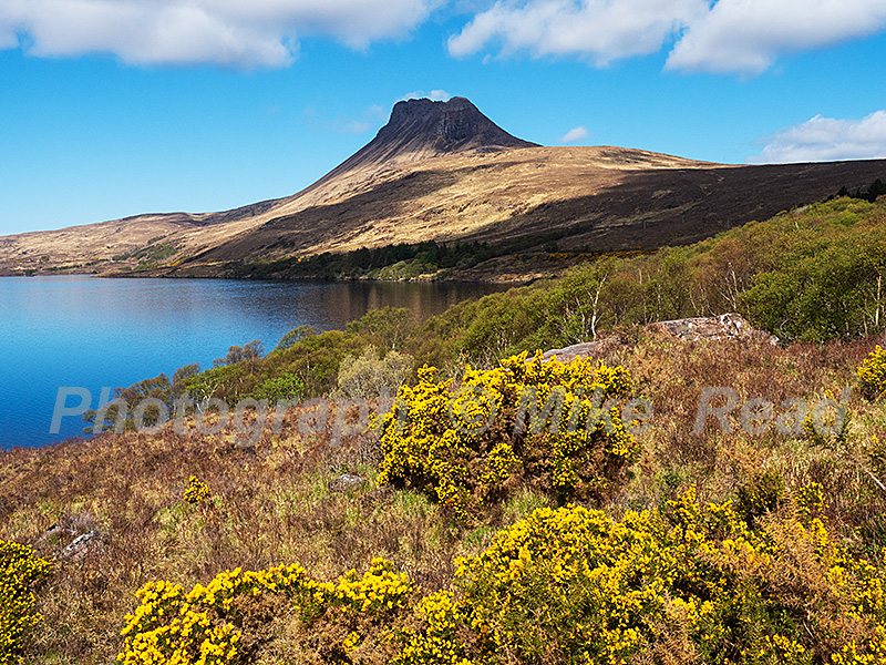 Stac Polliadh and Loch Lurgainn with gorse and birches in the foreground, Inverpolly Nature Reserve, Wester Ross, Scotland, UK, May 2021