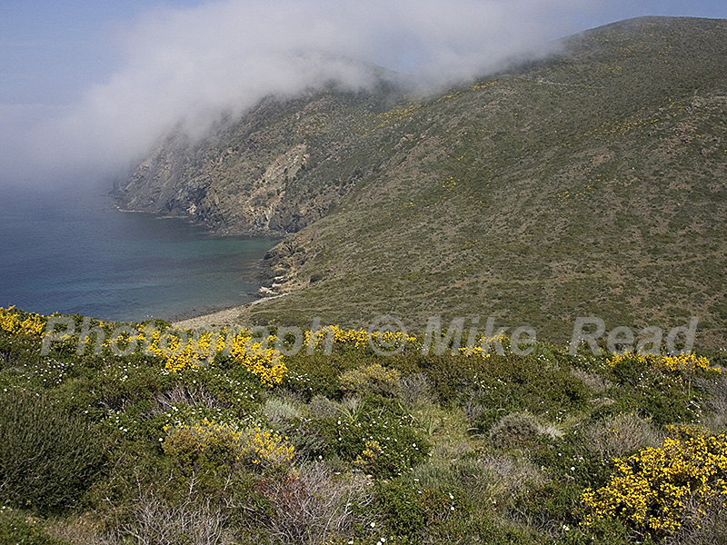 Wild flowers in coastal heathland Capo Grosso Cap Corse Corsica France