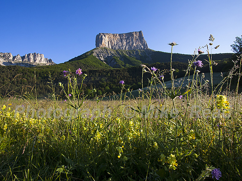 Mont Aiguille and wildflower meadow in early morning light near Chichilianne Vercors Regional Natural Park Vercors France