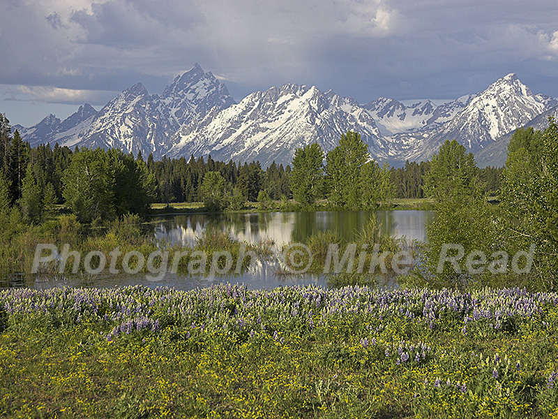 Flowers beside small pond on the Pilgrim Creek Road Grand Teton National Park Wyoming USA