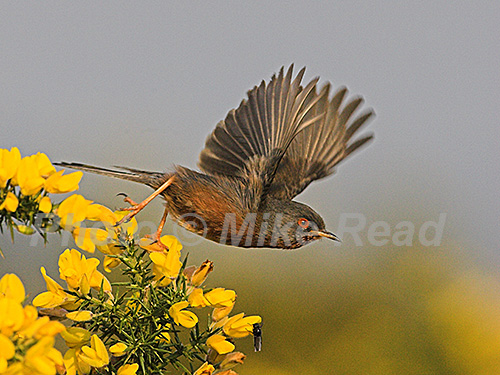 Dartford warbler Sylvia undata taking off from blooming gorse New Forest National Park, Hampshire, England