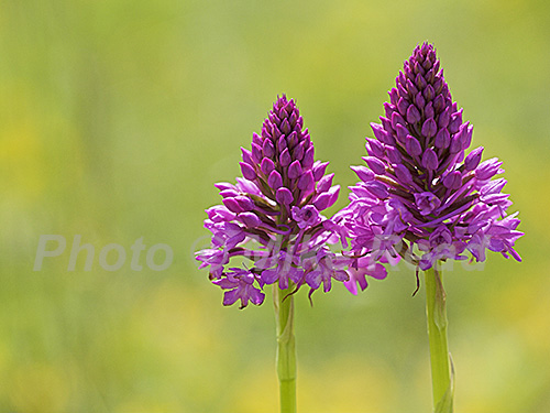 Pyramidal orchid Anacamptis pyramidalis growing on chalk soil, near Vierzon, Centre Region, France