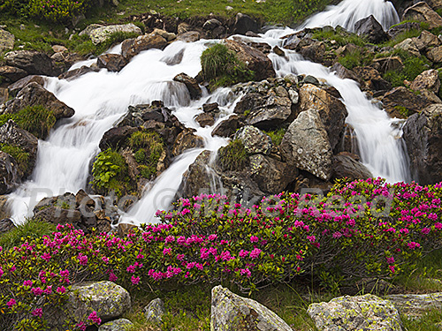 Alpenrose Rhododendron ferrugineum beside the rushing waterfall of the Stream of Cot Gedre near the Cirque de Troumouse Pyrenees National Park France