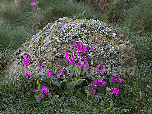Red campion Silene dioica growing amongst grasses and rocks at Troup Head RSPB Nature Reserve, near Macduff, Aberdeenshire, Scotland, UK, May 2018