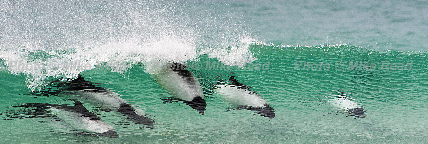 Commerson's dolphin Cephalorhynchus commersonii surfing in a wave Saunders Island Falkland Islands