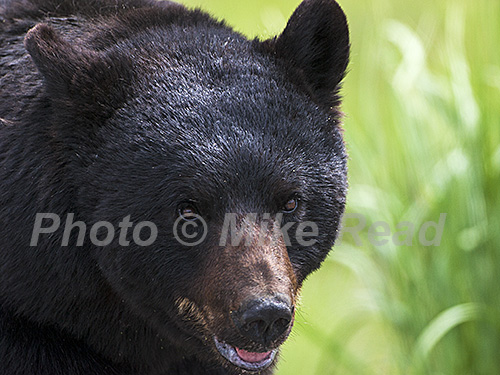 American black bear Ursus americanus male crossing The Grand Loop Road near Tower Junction Yellowstone National Park Wyoming USA June 2015