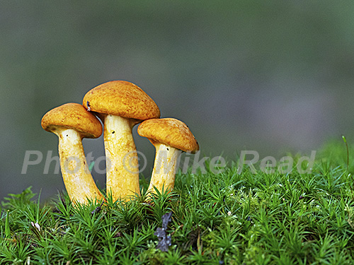 Spectacular rustgill Gymnopilus junonius growing on mossy bank,New Forest National Park, Hampshire, England, UK, October 2023