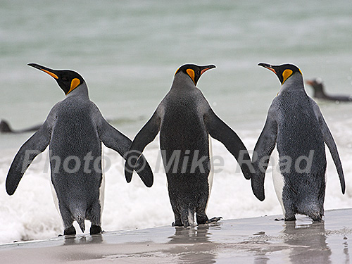 King penguin Aptenodytes patagonicus adults about to go into the cold sea to feed Volunteer Point East Falkland Falkland Islands