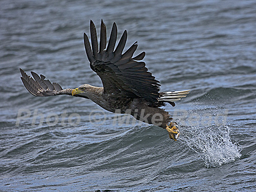White-tailed eagle Haliaeetus albicilla, adult taking off with a fish in its talons, Mull, Scotland May 2018