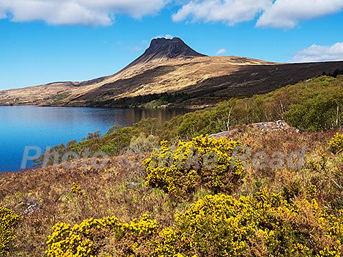 Stac Polliadh and Loch Lurgainn with gorse and birches in the foreground, Inverpolly Nature Reserve, Wester Ross, Scotland, UK, May 2021