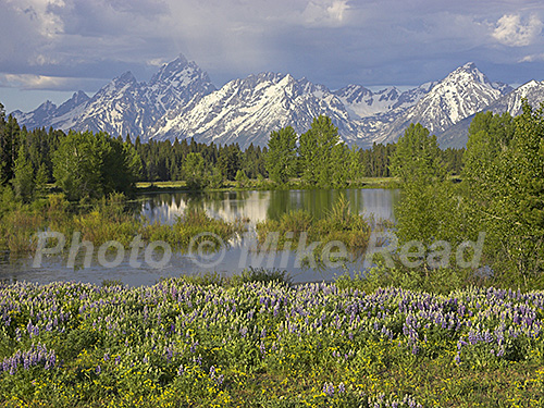 Flowers beside small pond on the Pilgrim Creek Road Grand Teton National Park Wyoming USA