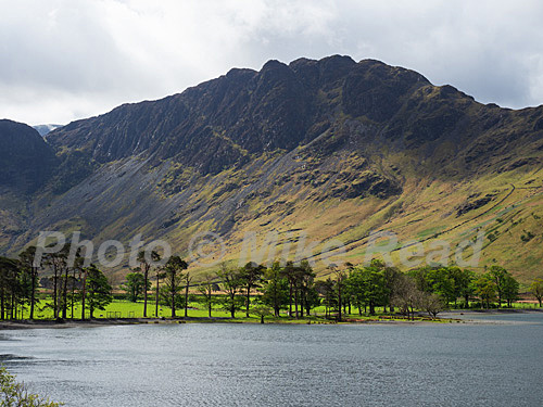 Buttermere Lake and Scots pine (Pinus sylvestris) with Haystacks beyond, Lake District National Park, Cumbria, England, UK, May 2021